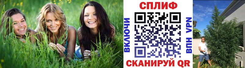 как найти закладки  Кашин  Шишки марихуана Ganja 